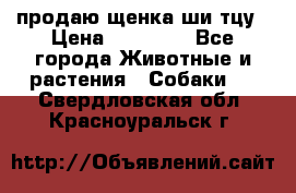 продаю щенка ши-тцу › Цена ­ 10 000 - Все города Животные и растения » Собаки   . Свердловская обл.,Красноуральск г.